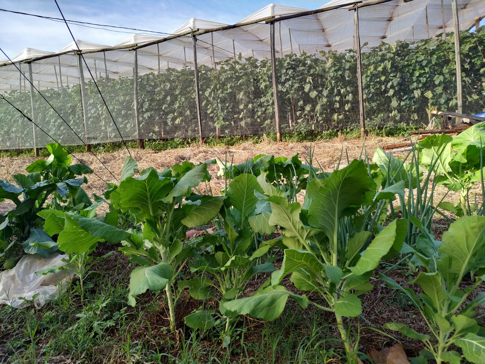 Foto de uma Horta Familiar