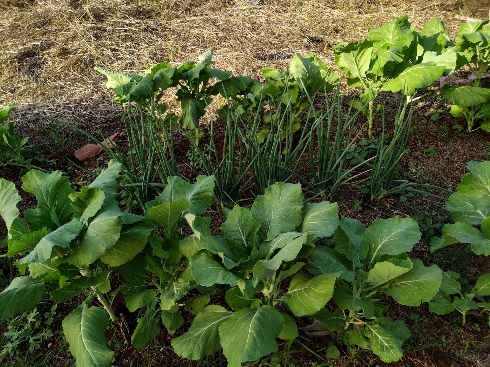 Foto de uma Horta Familiar