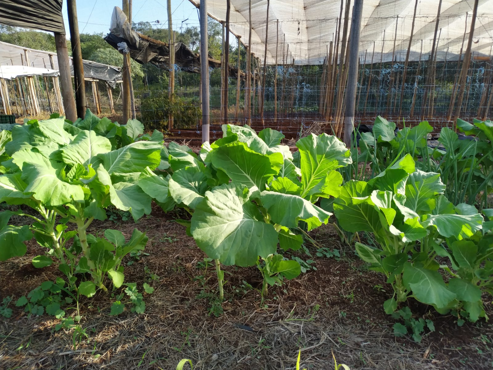 Foto de uma Horta Familiar