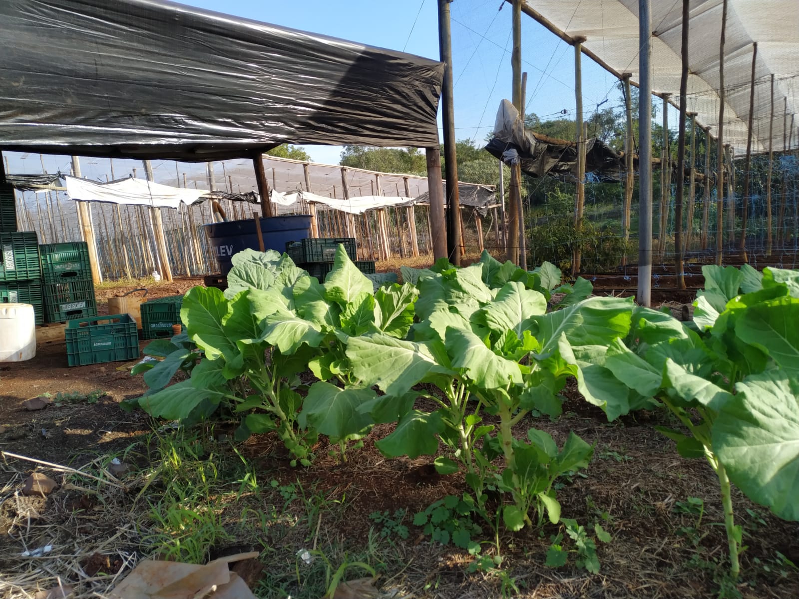 Foto de uma Horta Familiar
