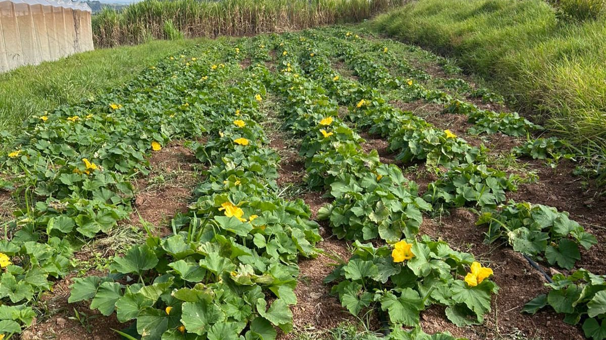 Foto de uma Plantação Orgânica