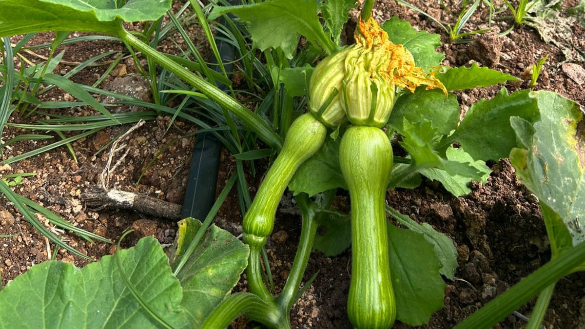 Foto de uma Plantação Orgânica