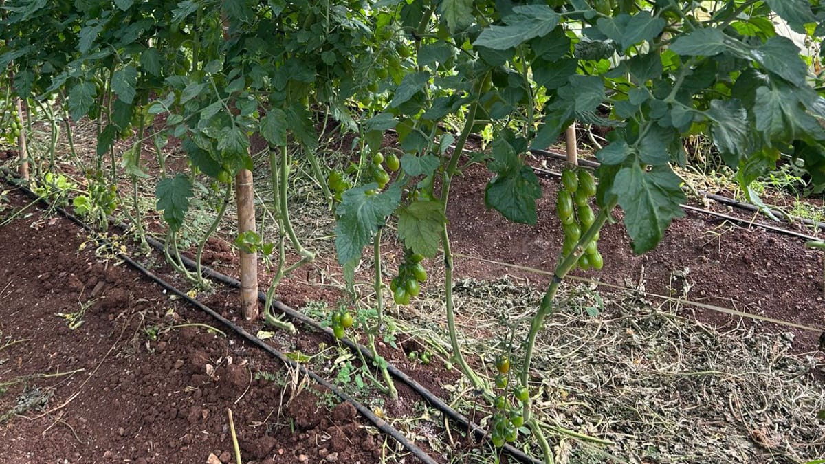 Foto de uma Plantação Orgânica