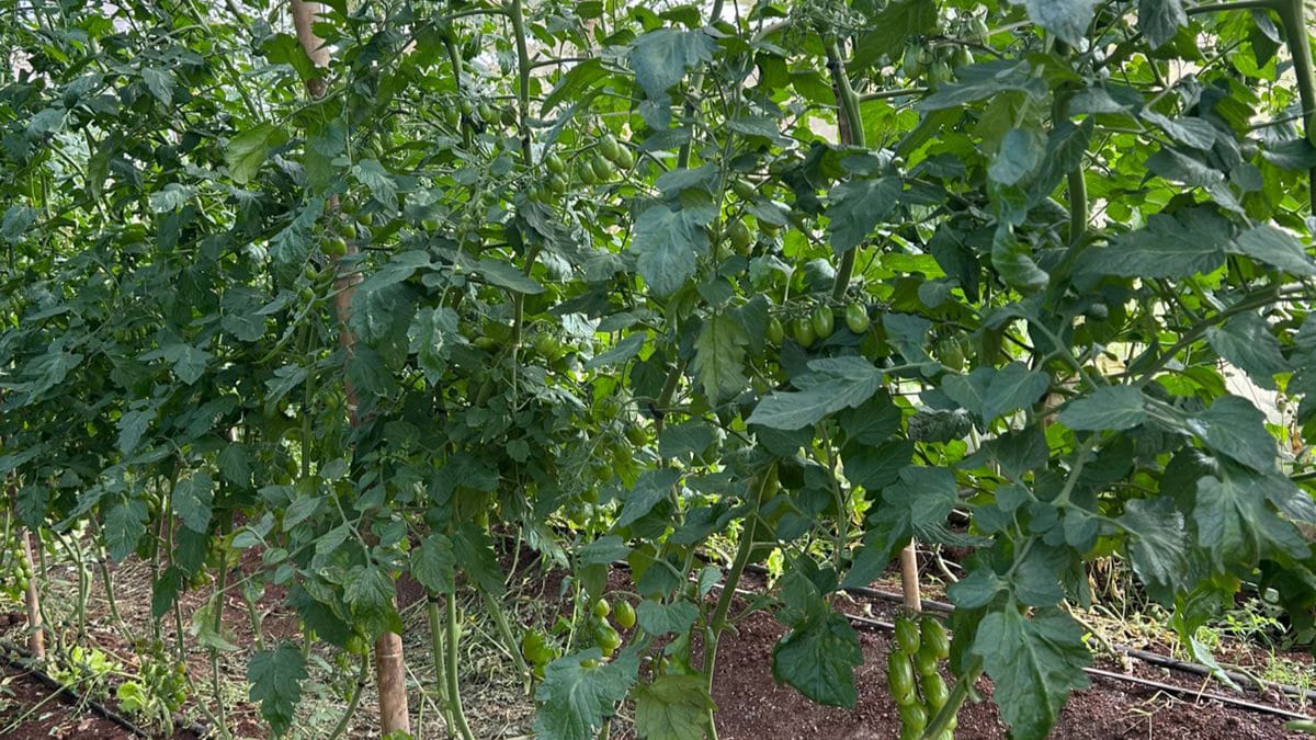 Foto de uma Plantação Orgânica