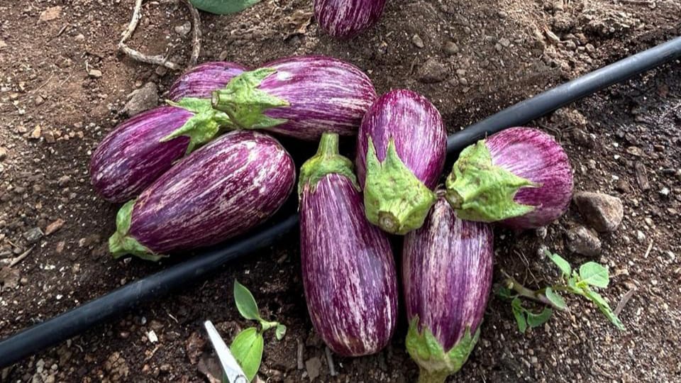 Foto de uma Plantação Orgânica