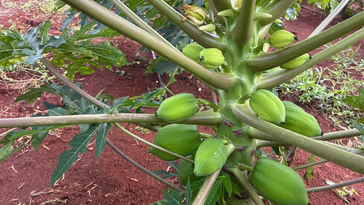 Foto de uma Plantação Orgânica