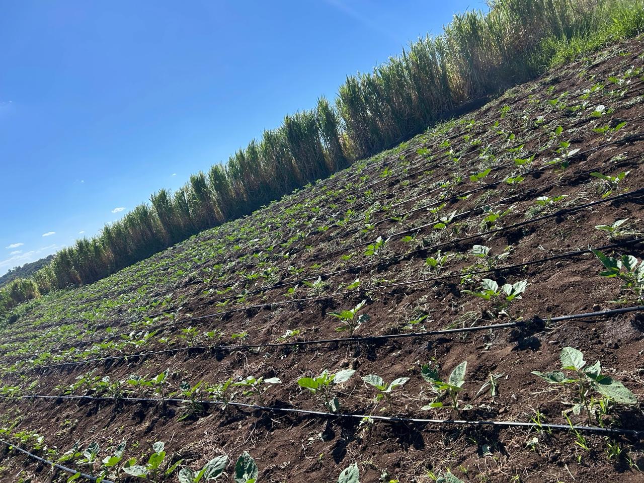 Foto de uma Plantação Orgânica