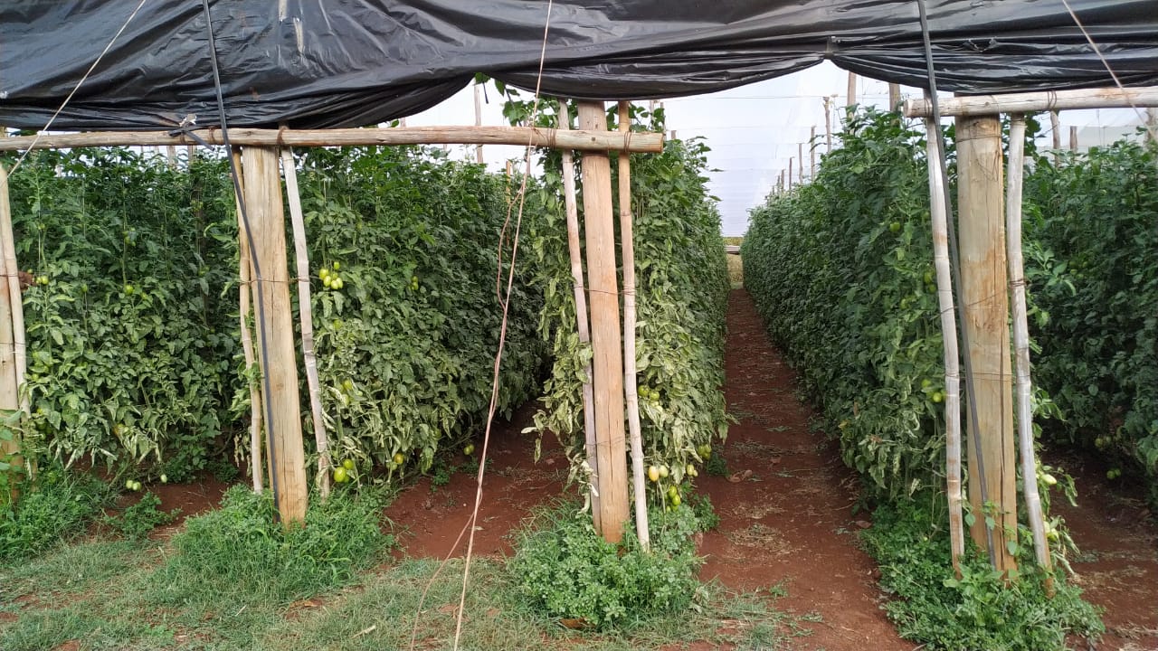 Foto de uma Plantação de Tomate