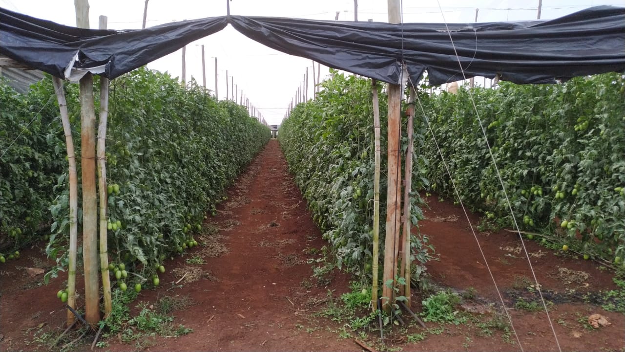 Foto de uma Plantação de Tomate