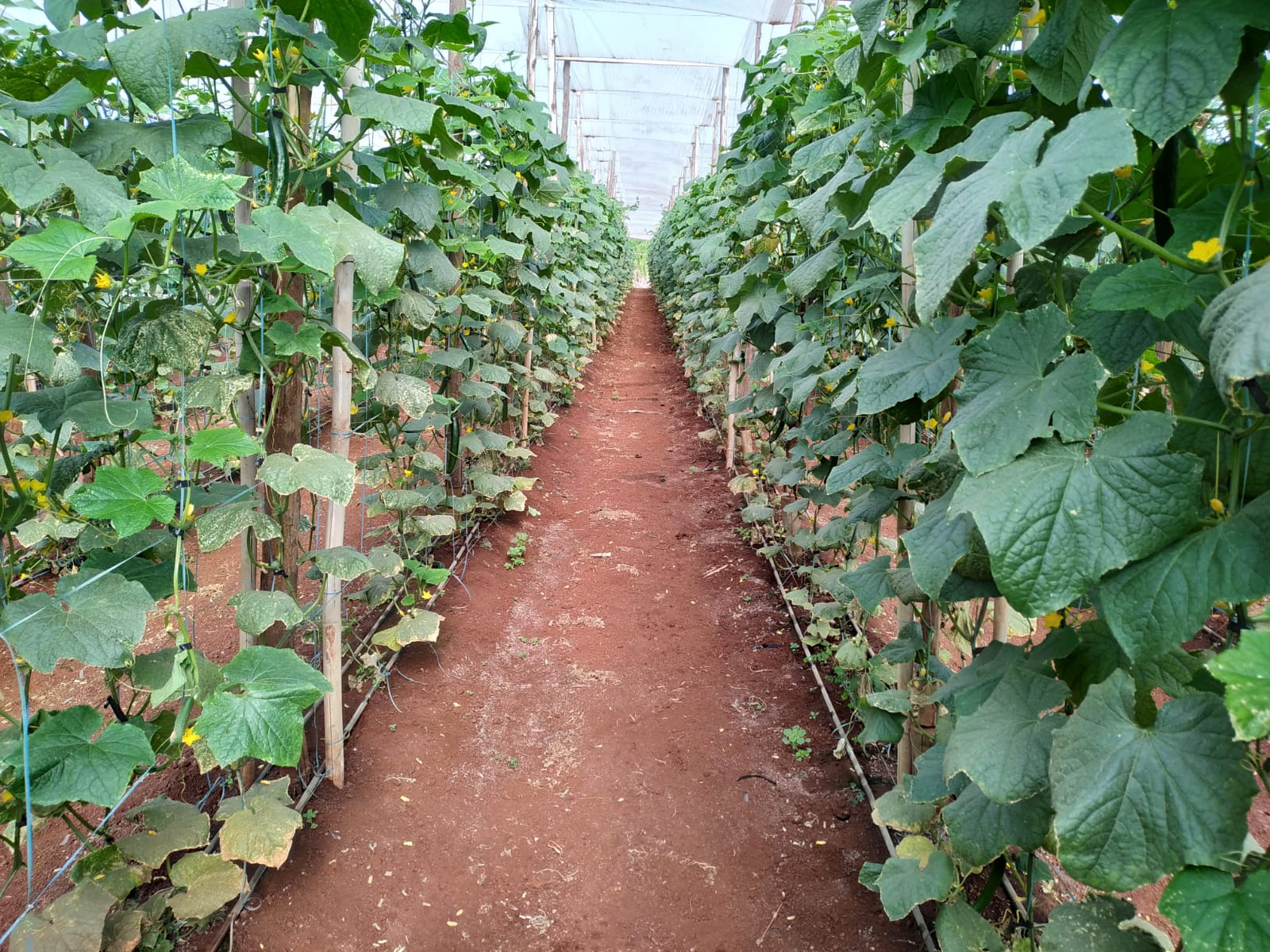 Foto de uma Plantação de Pepino