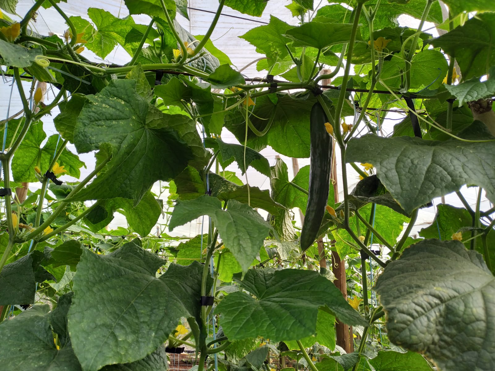 Foto de uma Plantação de Pepino