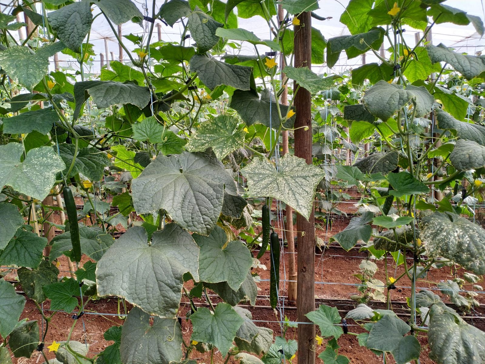 Foto de uma Plantação de Pepino