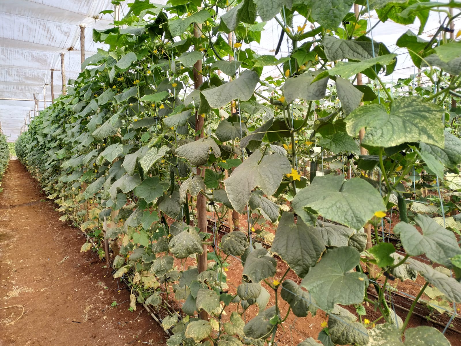 Foto de uma Plantação de Pepino