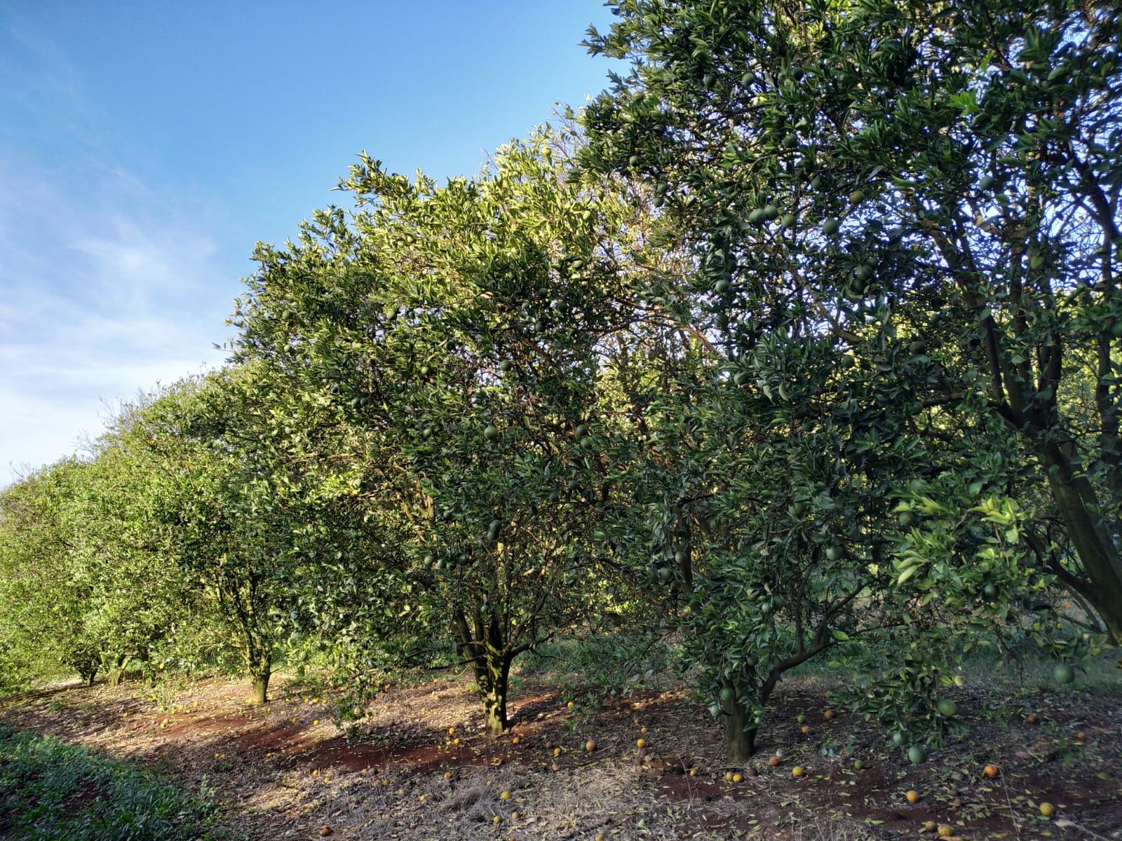 Foto de Laranjeiras