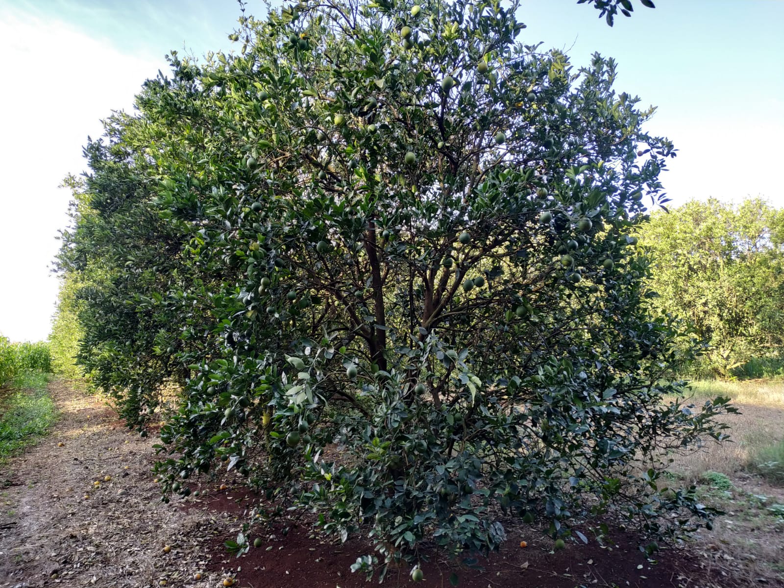 Foto de Pés de Fruta