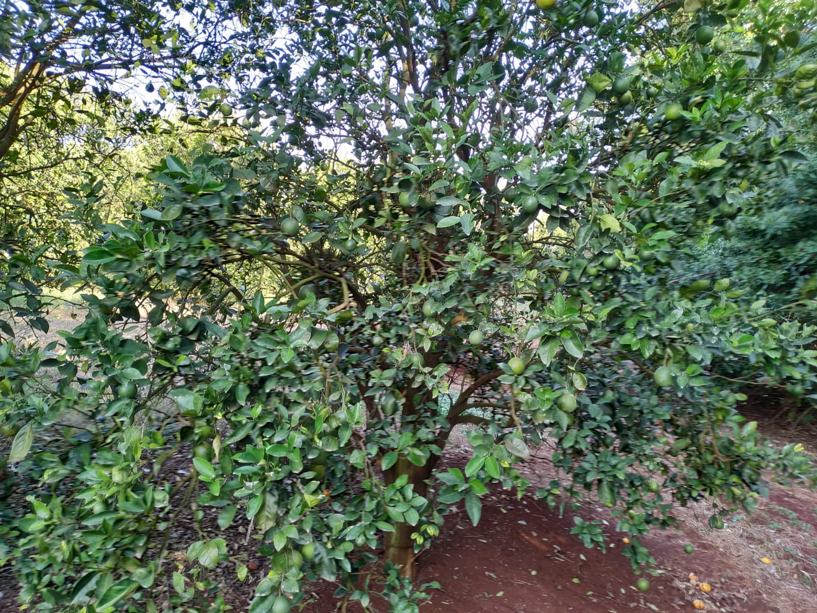 Foto de Pés de Fruta
